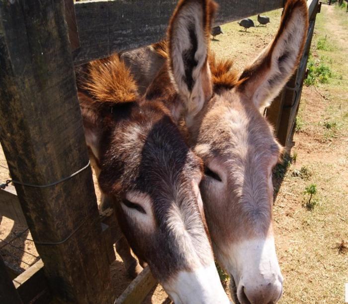 Hotel Fazenda Jecava เตเรซอโปลิส ภายนอก รูปภาพ